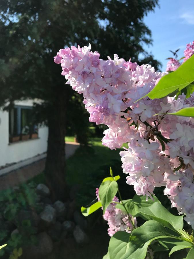 Hering Fewo I Apartment Terrace Wiek auf Ruegen Luaran gambar